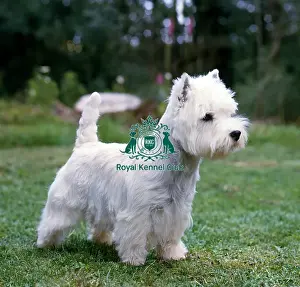 Terrier Group Prints: West Highland White Terrier