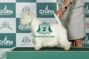 Friday Prints: West Highland White Terrier Best of Breed Crufts 2026 Forest Sprite Whisper Dusk via Vivolunar (Imp Pol)