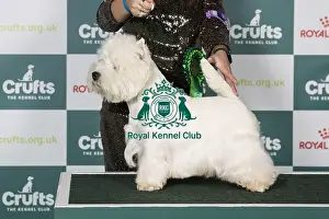 Crufts 2025 Best Of Breed Prints: West Highland White Terrier BOB