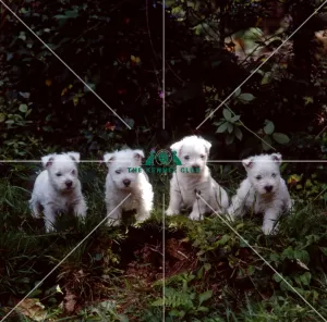 west highland white terrier puppies