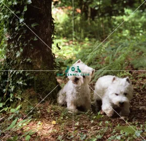 West Highland White Terriers