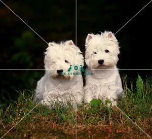 West Highland White Terriers