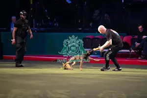 West Midlands Police Dog Display Prints: West Midlands Police dog Display