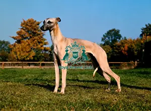 Whippet