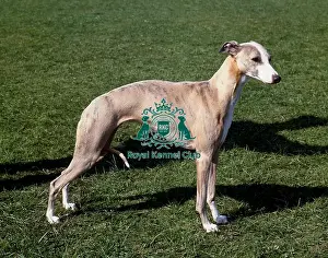 Hound Group Prints: Whippet