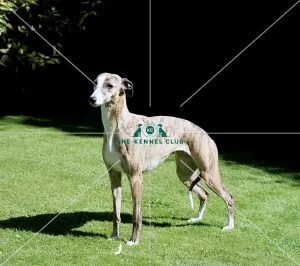 Whippet