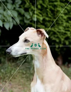 Whippet
