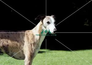 Whippet