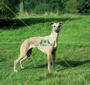 Whippet