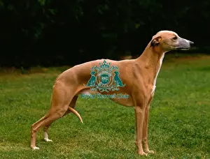 Hound Group Prints: Whippet