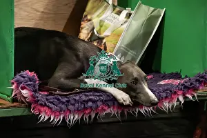 Whippet Prints: Whippet On The Benches
