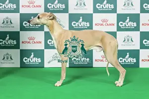 Hound Group Prints: Whippet Best of Breed Crufts 2026