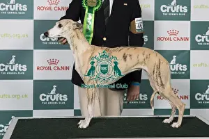 Crufts 2025 Best Of Breed Prints: Whippet BOB