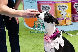 Dogs Prints: A Whippet Getting A Treat From A Stall Owner