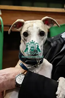 Dogs Prints: Whippet Skye