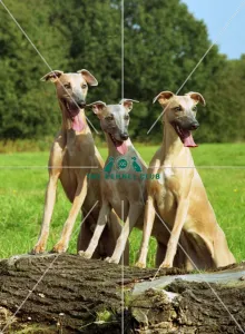 Whippets