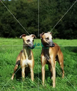 Whippets