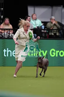 Whitney Meeks from Indiana, USA, with Itzia, a Xoloitzcuintle (Mexican Hairless) (Standard), which was the Best of Breed winner today (Sunday 12. 03. 23), the last day of Crufts 2023, at the NEC Birmingham