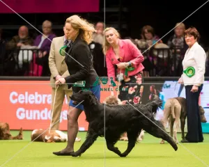 Winner Gundog Group Miss a Dyrtn with Seu(U)Ch/Nouch Castlerock Simply Magic Fiv-12