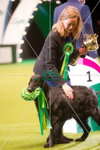 Winner Gundog Group Miss a Dyrtn with Seu(U)Ch/Nouch Castlerock Simply Magic Fiv-12