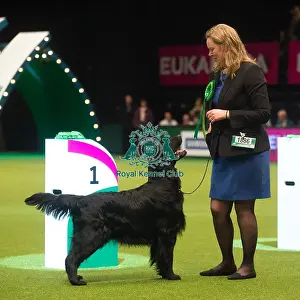 Winner Gundog Group Miss a Dyrtn with Seu(U)Ch / Nouch Castlerock Simply Magic Fiv-12