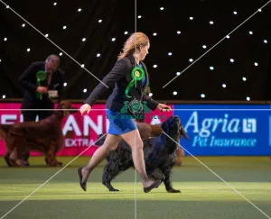 Winner of the Gundog section