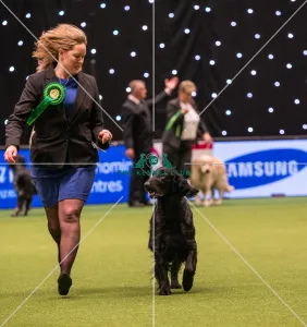Winner of the Gundog section