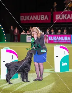 Winner of the Gundog section