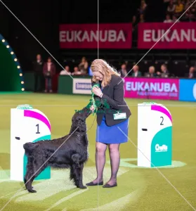 Winner of the Gundog section