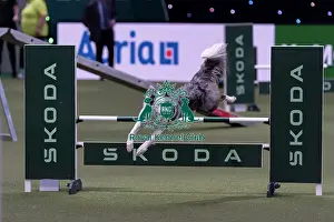Border Collie Prints: Winner of the International Invitational Large Agility Final Perry Dewitt from the USA with Genuine a Border Collie who