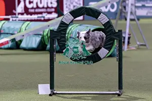 Border Collie Prints: Winner of the International Invitational Large Agility Final Perry Dewitt from the USA with Genuine a Border Collie who