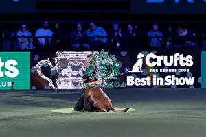 Belgian Shepherd Dog Malinois Prints: Winner of the Kennel Club Hero Dog Award Mandy Chapman with Baloo
