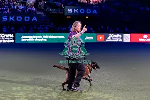 Belgian Shepherd Dog Malinois Prints: Winner of the Kennel Club Hero Dog Award Mandy Chapman with Baloo