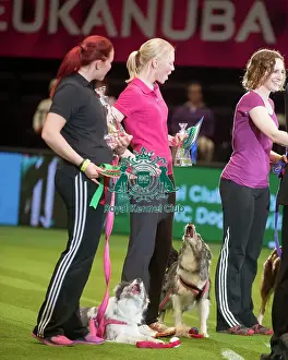 Winner medium AG CH Arnpriors Made of Honour