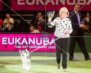 Winner of Scruffts 2015 Golden Oldie