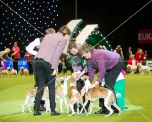 Winner Whippets