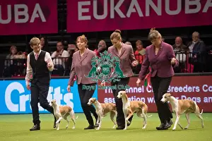 Winner Whippets