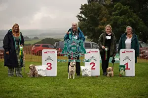 Prettiest Crossbreed Bitch Prints: Winners_at_Scruffts_All_About_Dogs_Cornwall