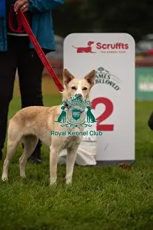 Winners_at_Scruffts_All_About_Dogs_Cornwall