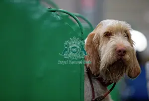 Cornwall Prints: Winnie from Cornwall an Italian Spinone who was competing today (Saturday 08/03/25)