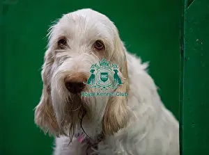 Cornwall Prints: Winnie from Cornwall an Italian Spinone who was competing today (Saturday 08/03/25)