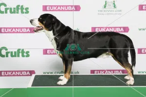Working AV Import Best of Breed