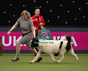 Working Group Judging Crufts 2022