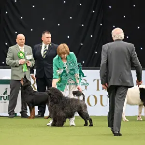 Working Group Judging Crufts 2022