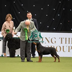 Working Group Judging Crufts 2022