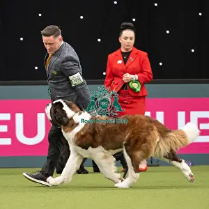 Working Group Judging Crufts 2022