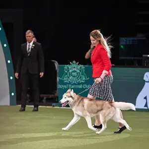 Working Group Judging Crufts 2022