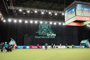 Working Group Judging Crufts 2022