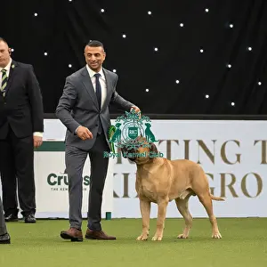 Working Group Judging Crufts 2022