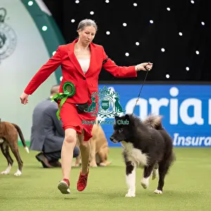 Working Group Judging Crufts 2022